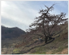  2024Ÿ��22360 �泲 û�籺 ����� ��õ�� 96      ����(��1)���