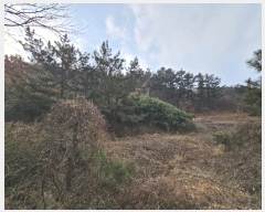  2024Ÿ4921 泲 ¾ȱ ϸ Ȳ̸ 241-1      (Ӿ)