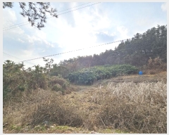  2024Ÿ4921 泲 ¾ȱ ϸ Ȳ̸ 241-1      (Ӿ)