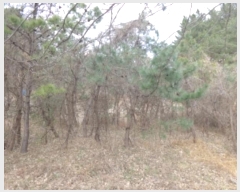  2024Ÿ4921 泲 ¾ȱ ϸ Ȳ̸ 241-1      (Ӿ)