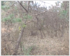  2024Ÿ4921 泲 ¾ȱ ϸ Ȳ̸ 241-1      (Ӿ)