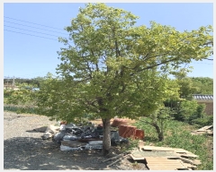  2024Ÿ��53602 �泲 ������ ������ �ٸ���� 11-16      ���ð��