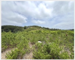  2024Ÿ55868 泲 ¾ȱ ϸ Ȳ̸ 205      (Ӿ)