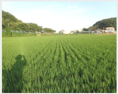  2024Ÿ��55967 �泲 �¾ȱ� ������ ������ 1256-1      ����(��)���