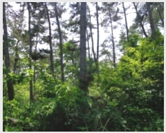  2024Ÿ2505 泲 ¾ȱ ҿ ׸ 77-1      (Ӿ)