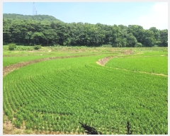  2024Ÿ2567 泲  ۾  141      ()