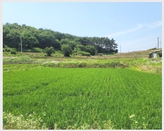  2024Ÿ2567 泲  ۾  141      ()