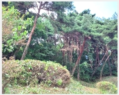  2024Ÿ��4068  �Ӿ߰��