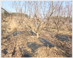  2024Ÿ50856 泲  ۾ ︮ 492-8      ()