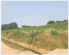  2024Ÿ55127 泲   õ 631      (1)