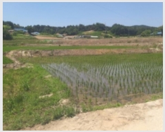  2024Ÿ55554 泲  õ ϸ 183-1      (1)