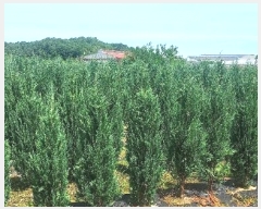  2024Ÿ54568 泲  õ ڰ 113-9      (1)