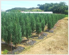  2024Ÿ54568 泲  õ ڰ 113-9      (1)