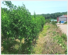  2024Ÿ54568 泲  õ ڰ 113-9      (1)