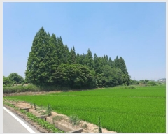  2024Ÿ55561 泲  ۾ ︮ 42-1      (Ӿ)