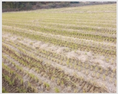  2024Ÿ59976 泲   긮 237-6      ()