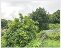  2024Ÿ2390 泲  ۾ ݰ 305-9      (Ӿ)