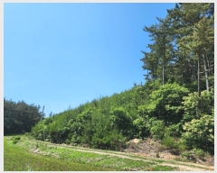  2024Ÿ54704 泲 ¾ȱ ϸ Ȳ̸ 210      (Ӿ)