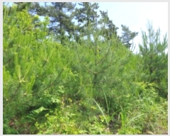  2024Ÿ54704 泲 ¾ȱ ϸ Ȳ̸ 210      (Ӿ)