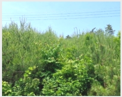  2024Ÿ54704 泲 ¾ȱ ϸ Ȳ̸ 210      (Ӿ)