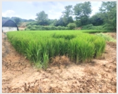  2024Ÿ2697 泲   õ 276      ()