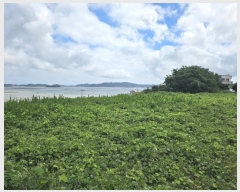  2024Ÿ��2932  �����