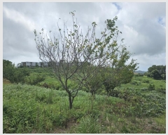  2024Ÿ��2932  �����