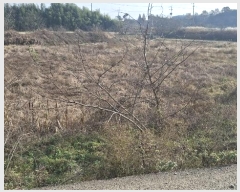  2024Ÿ4471 泲   ʴ븮 469-1      ()