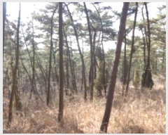  2024Ÿ50542 泲 ¾ȱ ҿ ׸ 182      (Ӿ)