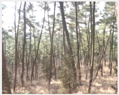  2024Ÿ50542 泲 ¾ȱ ҿ ׸ 182      (Ӿ)