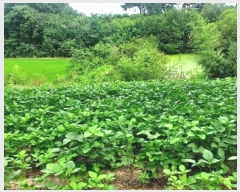  2024Ÿ56359 泲    714-2      (1)