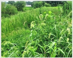  2024Ÿ56359 泲    714-2      (1)