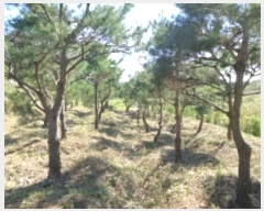  2024Ÿ58324 泲  μ  115-5      (Ӿ)