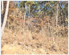  2024Ÿ58393 泲 ¾ȱ ̿  5-1      (Ӿ)