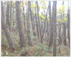  2024Ÿ58393 泲 ¾ȱ ̿  5-1      (Ӿ)