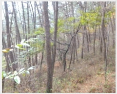  2024Ÿ58393 泲 ¾ȱ ̿  5-1      (Ӿ)