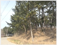  2024Ÿ61801 泲 ¾ȱ ϸ ŵθ 1221-9      (Ӿ)