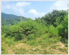  2024Ÿ��113325 ��� û���� ��õ�� ��õ�� 1167-1      ����(�Ӿ�)���