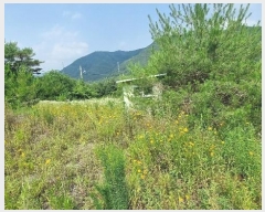  2024Ÿ��113325 ��� û���� ��õ�� ��õ�� 1167-1      ����(�Ӿ�)���