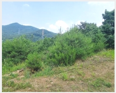  2024Ÿ��113325 ��� û���� ��õ�� ��õ�� 1167-1      ����(�Ӿ�)���