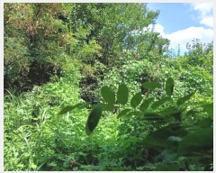  2024Ÿ��115369 ��� ���� ���θ� ��õ�� 535-2      ����(��1)���