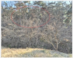  2024Ÿ��129450  �Ӿ߰��