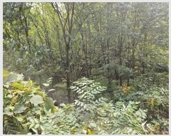  2024Ÿ122558  û  ۿ 1209      ()