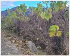  2024Ÿ122558  û  ۿ 1209      ()