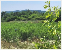  2024Ÿ��4933 ��� ��õ�� �Ż굿 715       ����(��1)���