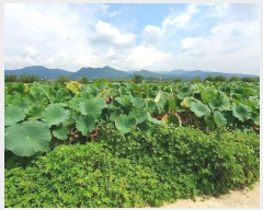  2024Ÿ��8256 �뱸 ���� ���� 459       ����(��)���