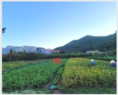  2024Ÿ��9983  ���ð��