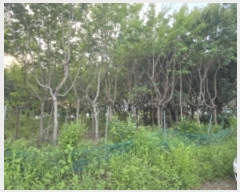  2024Ÿ��113806 ��� ĥ� ���� ���ȸ� 514-9      ����(����)���