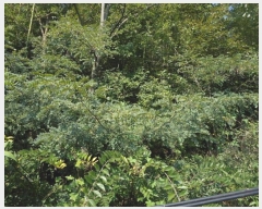  2024Ÿ8973    ƻ縮 101      (1)