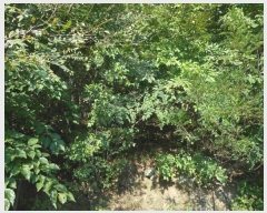  2024Ÿ8973    ƻ縮 101      (1)